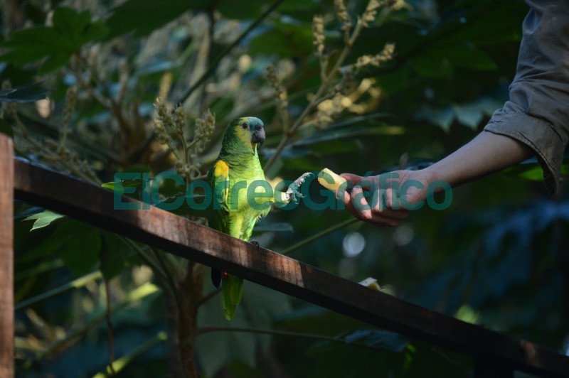 Bioparque La Plata: impulsan actividades para promover hábitos naturales en especies en cautiverio impulsan actividades para promover habitos naturales en especies en cautiverio 1