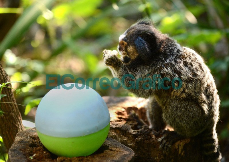 Bioparque La Plata: impulsan actividades para promover hábitos naturales en especies en cautiverio impulsan actividades para promover habitos naturales en especies en cautiverio 2