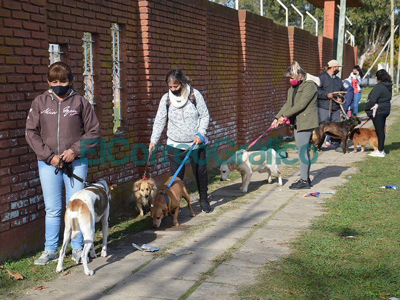 Comenzo a funcionar la Veterinaria Movil para la Atencion Primaria de Mascotas 1