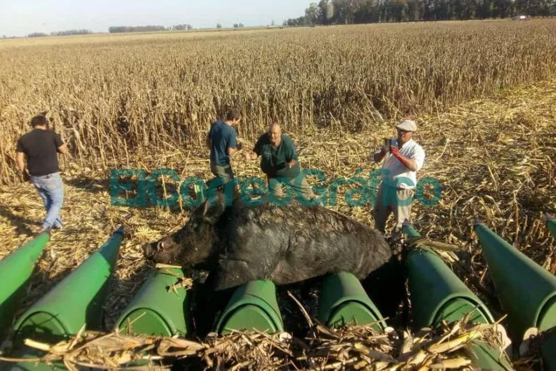Cosechaban maíz y atropellaron a un jabalí de 270 kilos Cosechaban maiz y atropellaron a un jabali de 270 kilos