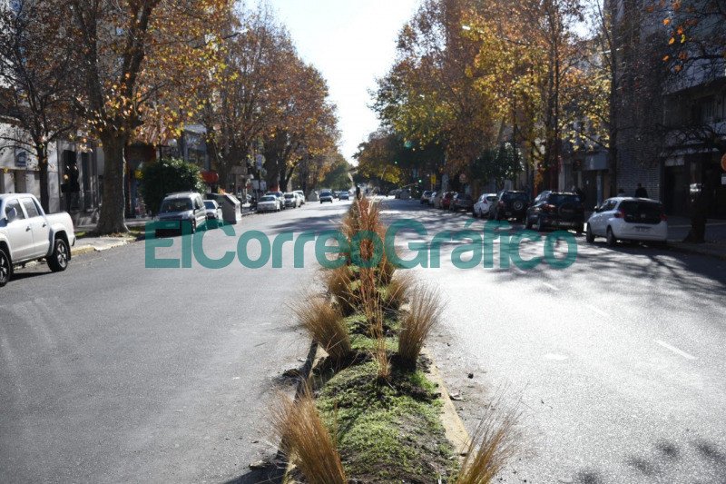 Colocaron más de 700 plantas en el divisor central de la Avenida 13 desde 44 a 50 Colocaron mas de 700 plantas en el divisor central de la Avenida 13 desde 44 a 50 2