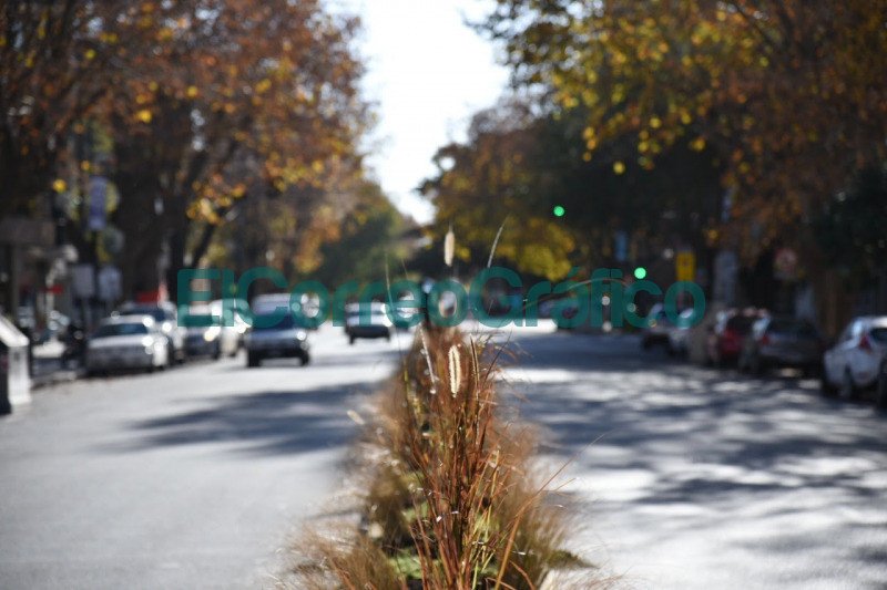 Colocaron más de 700 plantas en el divisor central de la Avenida 13 desde 44 a 50 Colocaron mas de 700 plantas en el divisor central de la Avenida 13 desde 44 a 50 3