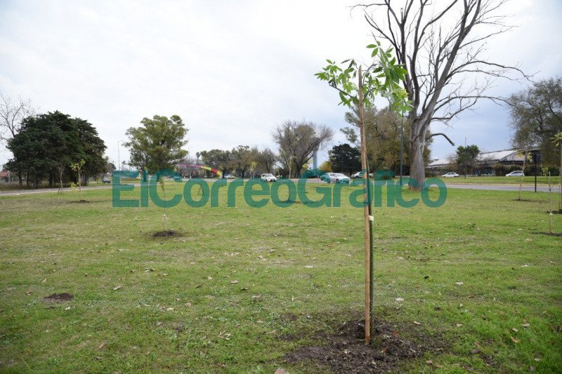 Forestaron el pano verde lindante a avenida Antartida en La Plata 1