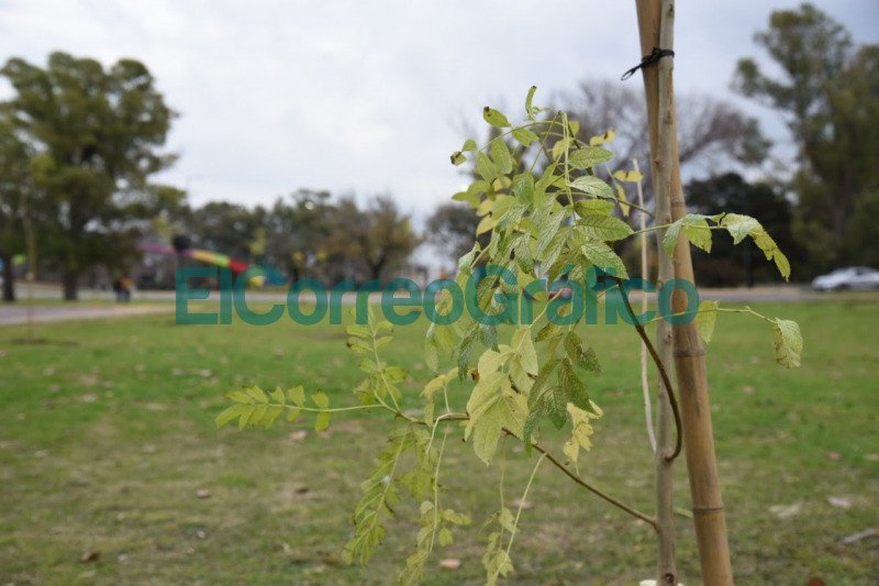 Forestaron el pano verde lindante a avenida Antartida en La Plata 3