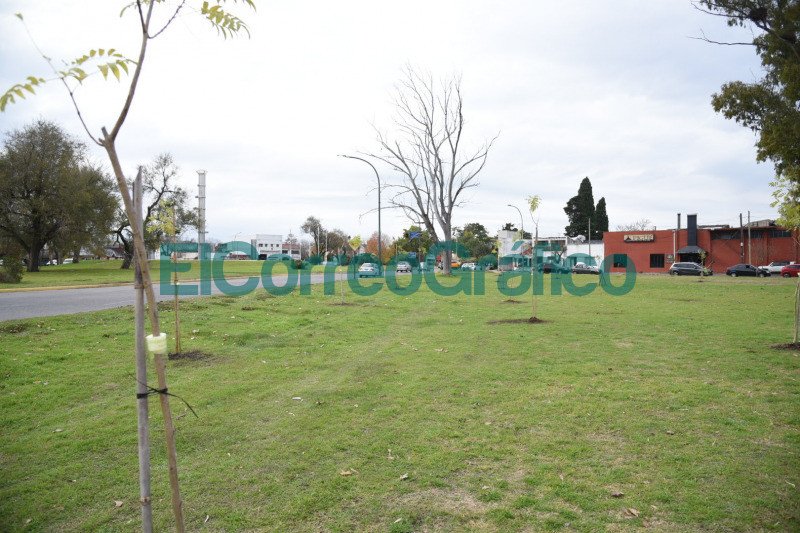 Forestaron el pano verde lindante a avenida Antartida en La Plata 4