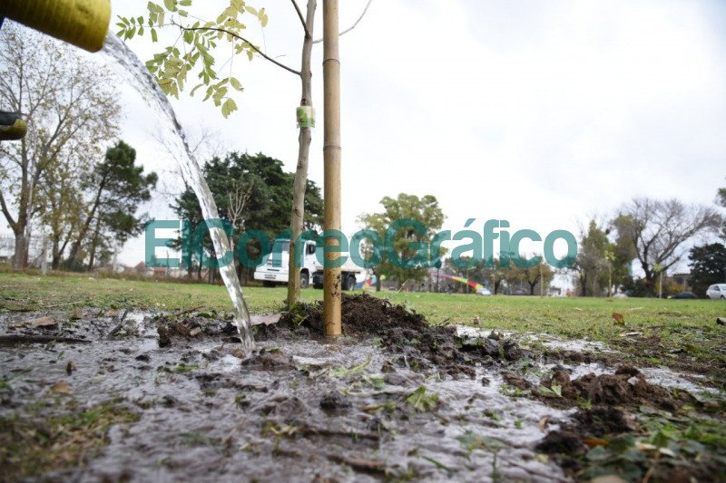Forestaron el pano verde lindante a avenida Antartida en La Plata 5