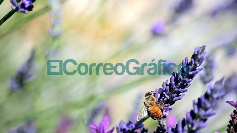 La miel un eslabon exquisito del turismo saludable en Colon 3