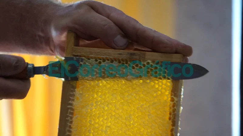 La miel un eslabon exquisito del turismo saludable en Colon 6