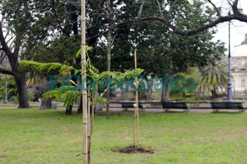 Con la plantacion de 150 arboles reforestan el cordon verde en el Paseo del Bosque 1