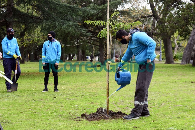 Con la plantacion de 150 arboles reforestan el cordon verde en el Paseo del Bosque 4