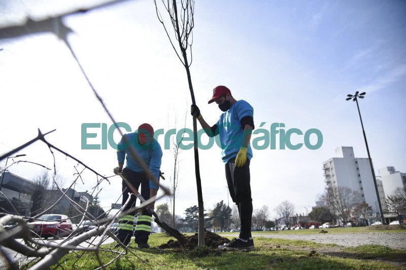 Plantacion de fresnos sobre la rambla de avenida 532 en Tolosa 1