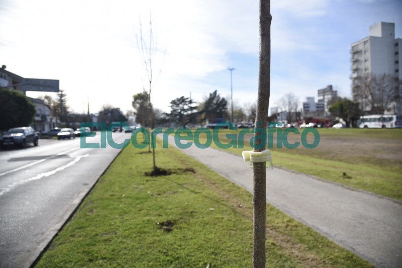 Plantacion de fresnos sobre la rambla de avenida 532 en Tolosa 2