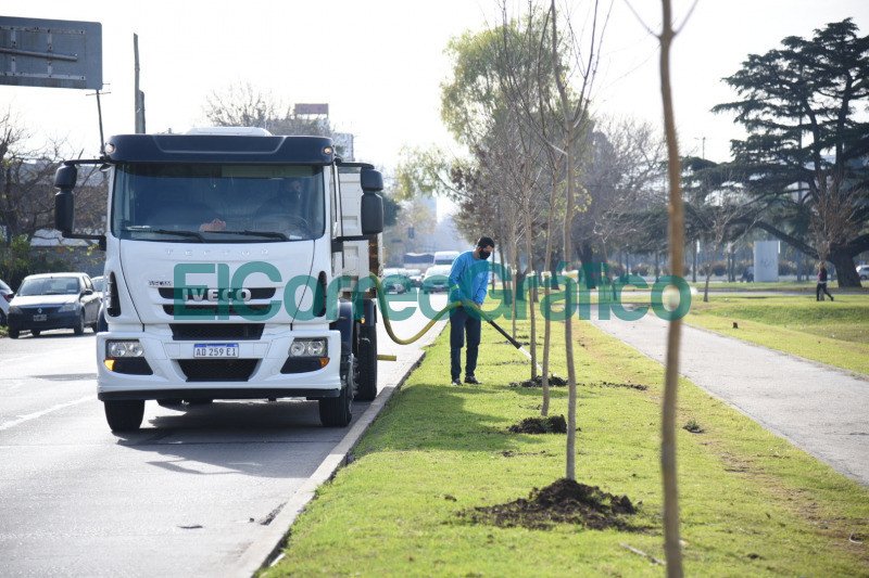 Plantacion de fresnos sobre la rambla de avenida 532 en Tolosa 3