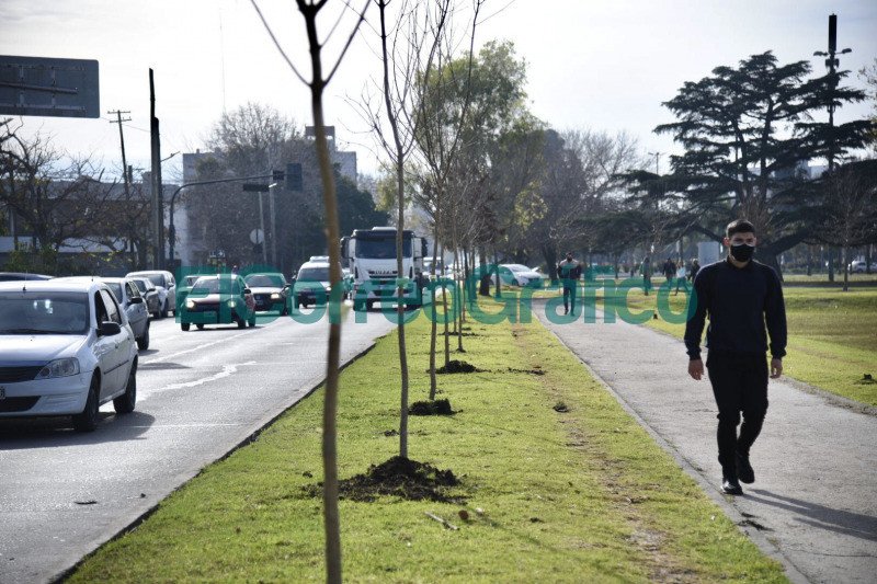 Plantacion de fresnos sobre la rambla de avenida 532 en Tolosa 4