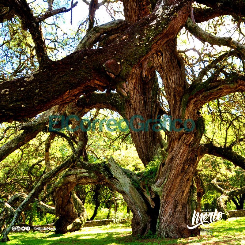 Algarrobo Abuelo de Villa de Merlo San Luis 1