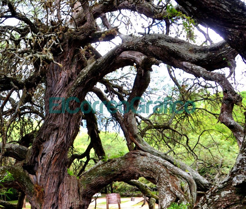 Algarrobo Abuelo de Villa de Merlo San Luis 3