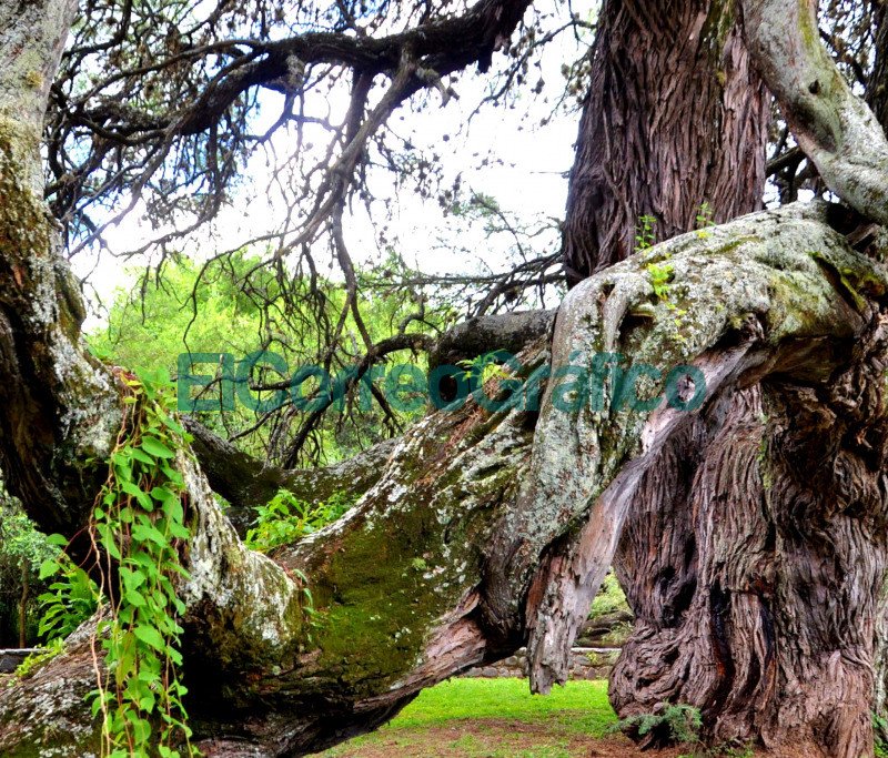 Algarrobo Abuelo de Villa de Merlo San Luis 4