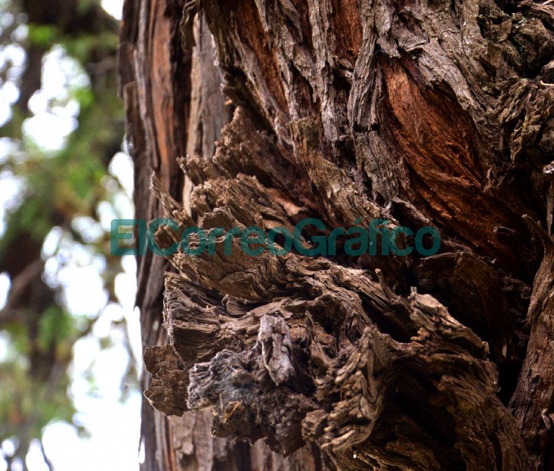 Algarrobo Abuelo de Villa de Merlo San Luis 5