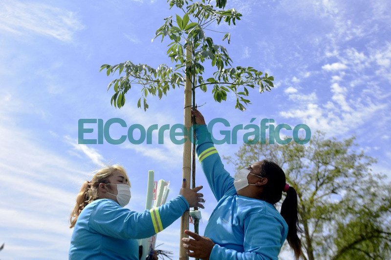 En La Plata se planto 6 mil nuevos ejemplares 2 1