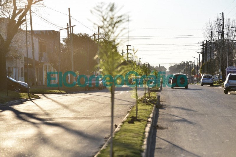 Forestacion de canteros y corredores para la recuperacion del arbolado 1