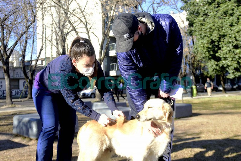 La Municipalidad de La Plata llevara adelante el viernes un nuevo operativo de vacunacion antirrabica gratuita para perros y gatos en la localidad de Los Portenos.