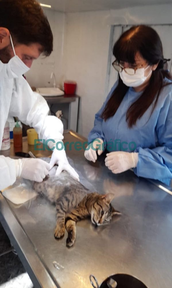 Se realizó castraciones de perros y gatos en el Santa Teresita Se realizo castraciones de perros y gatos en el Santa Teresita 2