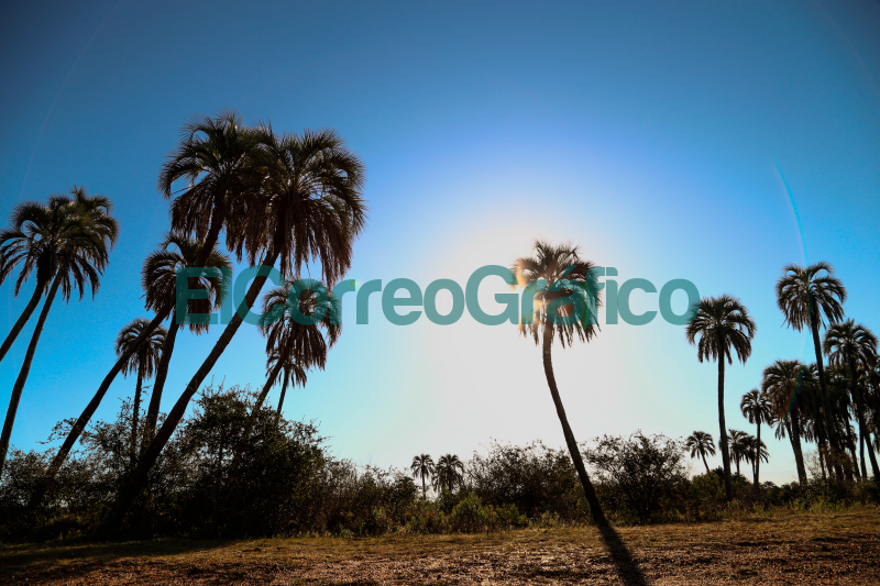 Palmeras de Yatay Parque Nacional El Palmar