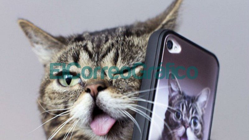 Cinco tips para crear los mejores contenidos junto a nuestras mascotas en redes sociales