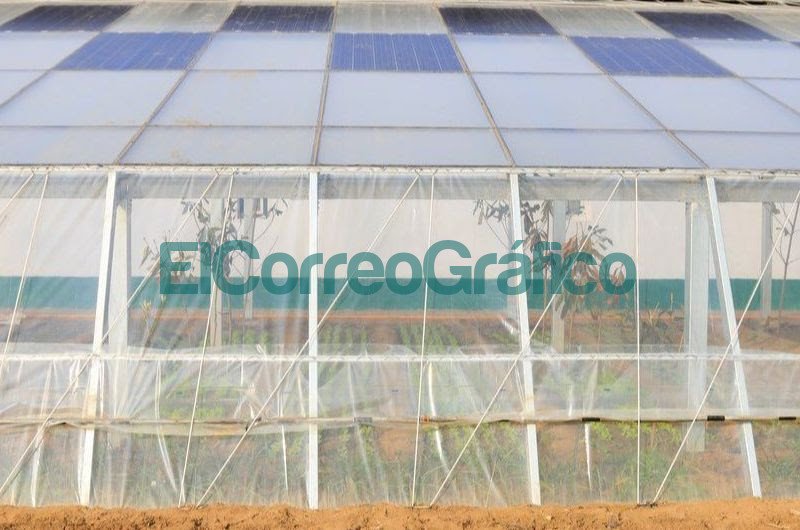Invernaderos Solares el futuro de la energia agrovoltaica 3