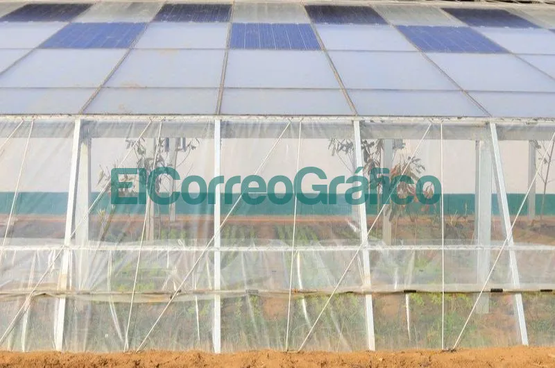 Invernaderos Solares el futuro de la energia agrovoltaica 3