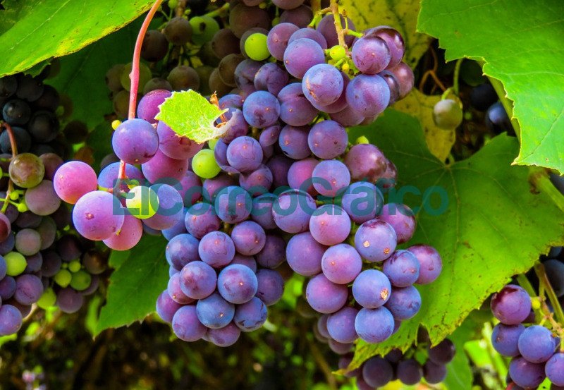uvas vid vino