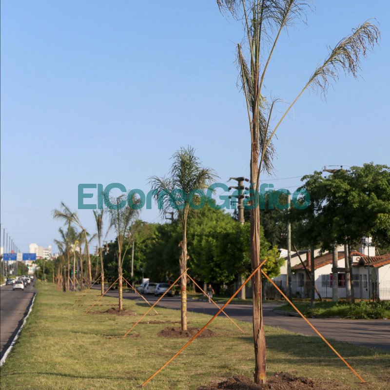 Colocaron 100 nuevas palmeras en distintos accesos