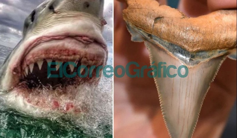 Hallaron un diente de tiburon prehistorico gigante en Mar de Ajo