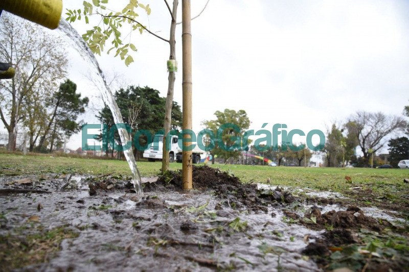 La Plata adquirio maquina chipeadora que transforma los restos de poda en abono organico 7