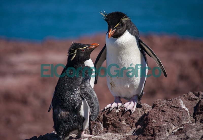 Pinguino Penacho Amarillo 1
