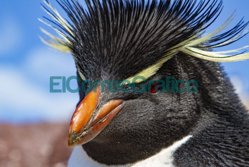 Pinguino Penacho Amarillo 2