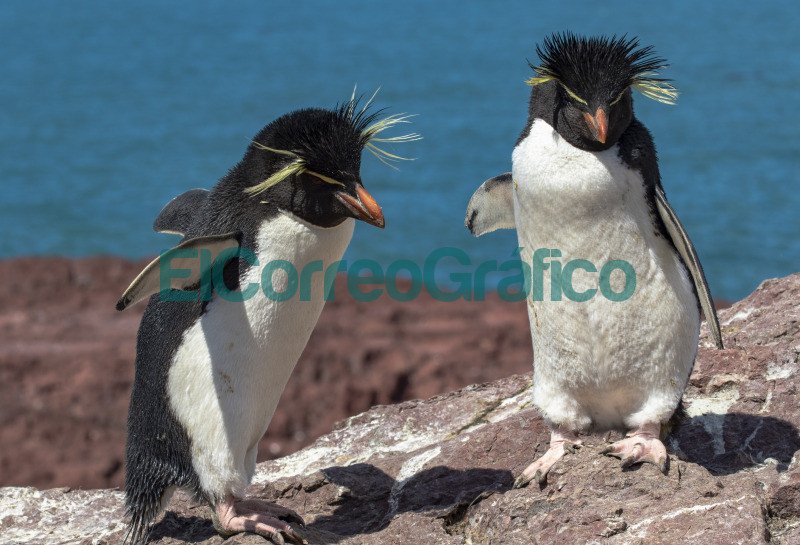 Pinguino Penacho Amarillo 3