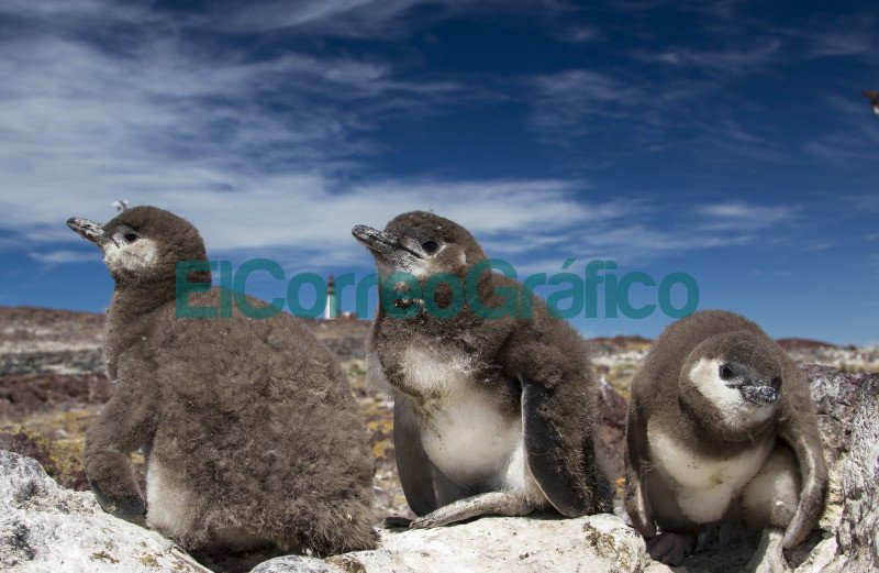 Pinguino Penacho Amarillo 4