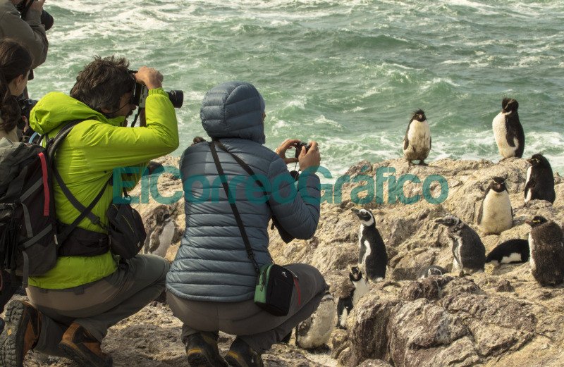 Pinguino Penacho Amarillo 5