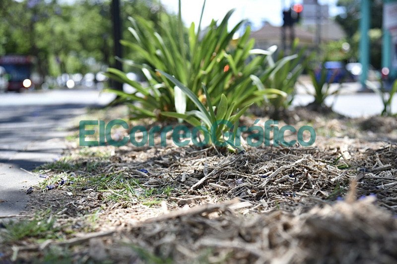 Con restos provenientes de la poda colocan chipeo en los canteros desde Plaza Azcuenaga a Plaza Moreno 1