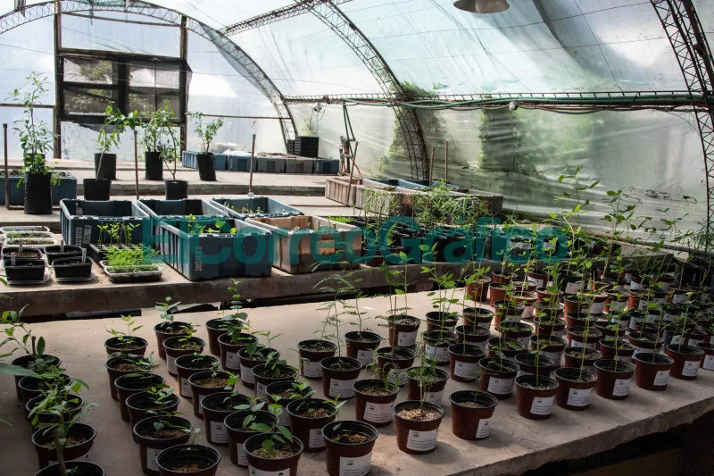 El OPDS recibio 150 ejemplares de plantas nativas del CEPROVE 3