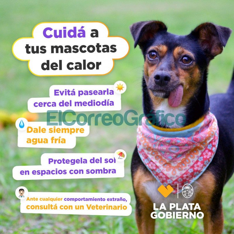 Consejos para el cuidado de las mascotas ante las altas temperaturas 1