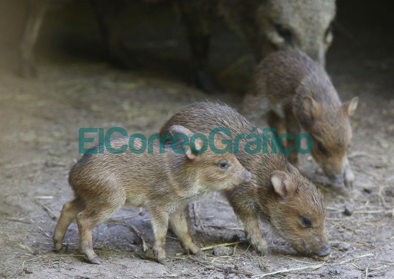 Nacieron tres ejemplares de pecarí de collar en el Bioparque La Plata Nacieron tres ejemplares de pecari de collar en el Bioparque La Plata 2