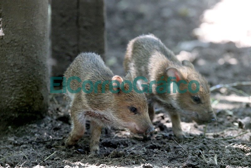 Nacieron tres ejemplares de pecarí de collar en el Bioparque La Plata Nacieron tres ejemplares de pecari de collar en el Bioparque La Plata 3