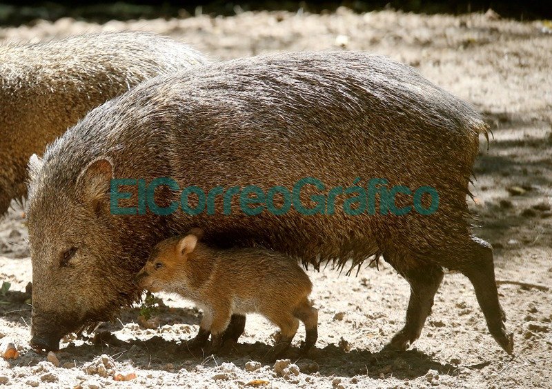 Nacieron tres ejemplares de pecarí de collar en el Bioparque La Plata Nacieron tres ejemplares de pecari de collar en el Bioparque La Plata 4