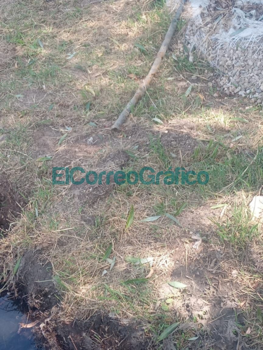 Municipales dejaron sin agua todo un barrio tras sacar un árbol Municipales dejaron sin agua todo un barrio tras sacar un arbol 3