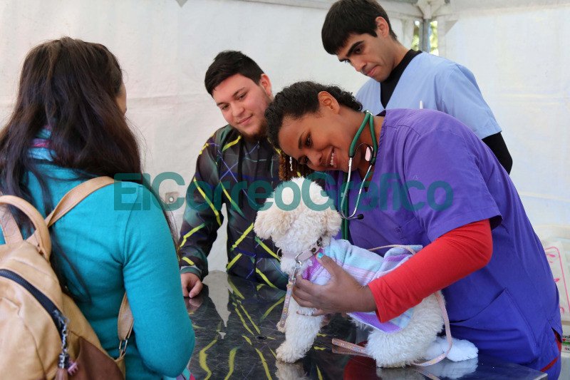 Avanza la creacion de un nuevo centro municipal para mascotas
