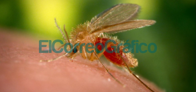 Leishmaniasis, la enfermedad que un “flebótomo” transmite a animales y humanos mosquito palha flebotomo