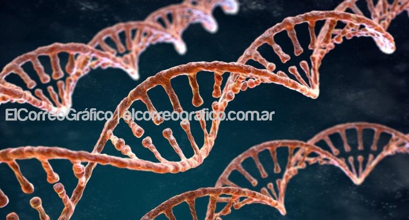 El ADN, una herramienta fundamental El ADN una herramienta fundamental