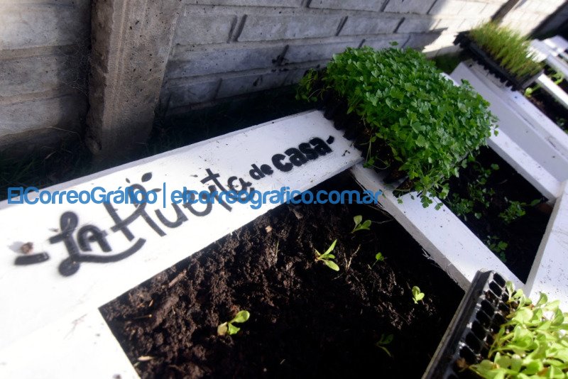 En La Plata de instaló más de 300 huertas en escuelas, jardines y comedores En La Plata de instalo mas de 300 huertas en escuelas jardines y comedores 2
